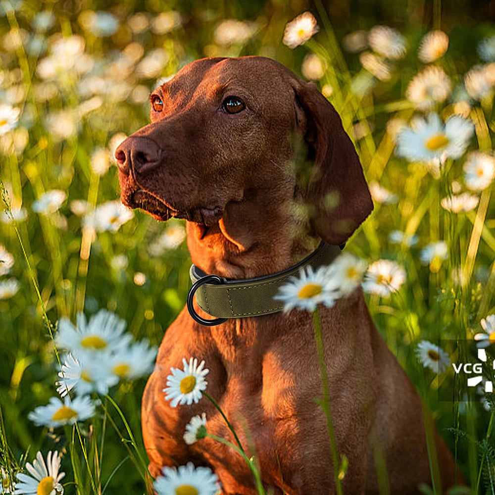 Soft Padded Leather Dog Collar - The Canine Cart