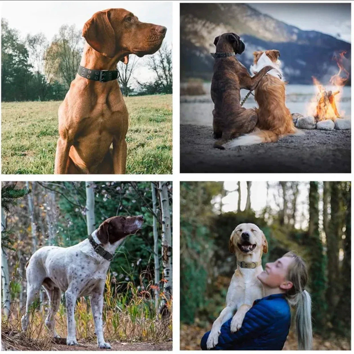 Reflective Tactical Dog Collar - The Canine Cart